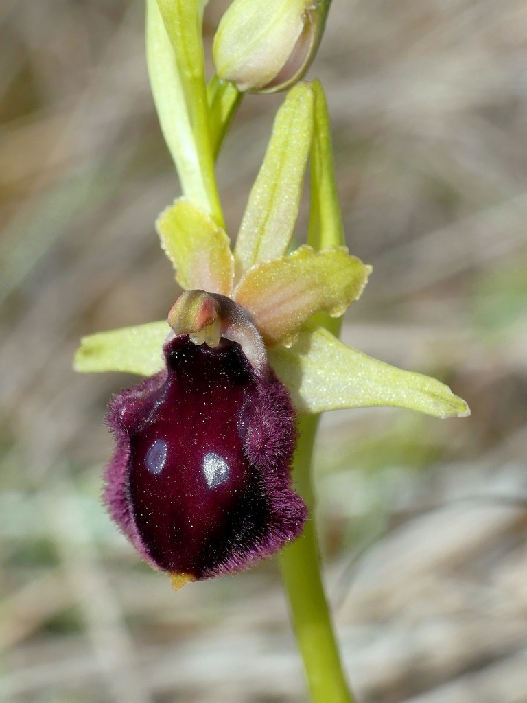 Ophrys promontorii e forme variabili  Lazio e Abruzzo aprile e maggio 2018